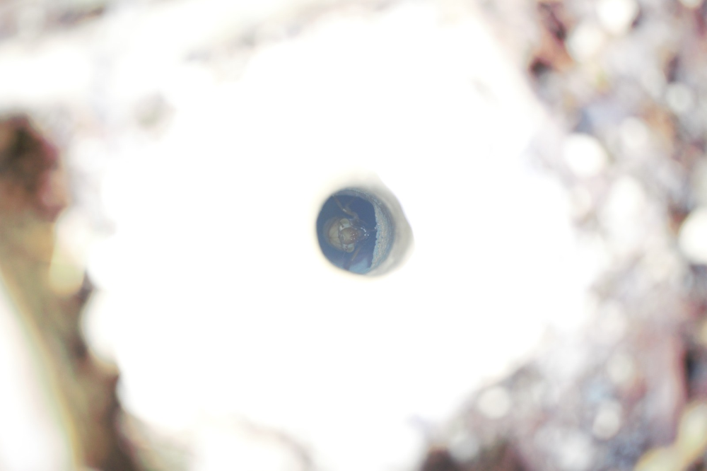 POV into the open lid of a cicada tower shows a nymph tucked inside POV into the open lid of a cicada tower shows a nymph tucked inside